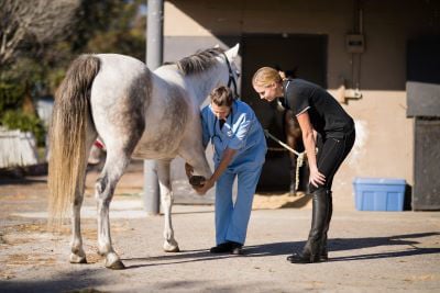 Vet discussing with jockey while examining horse's leg